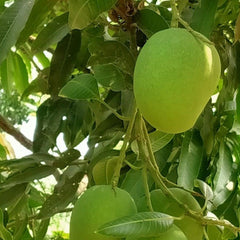 Anwar Ratol Mangoes