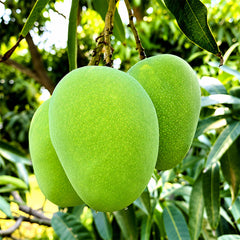 Anwar Ratol Mangoes