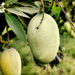 Mausami Chaunsa Mangoes