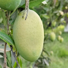Mausami Chaunsa Mangoes