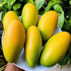 Dusehri Mangoes