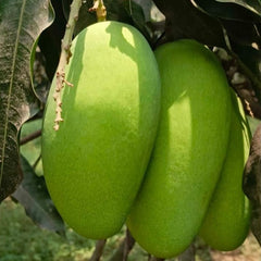 Dusehri Mangoes