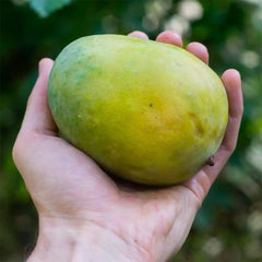 Langra Mangoes