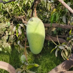 Sindhri Mangoes