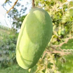 Sindhri Mangoes